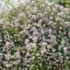 Rosier Liane Paul's Himalayan Musk -Jardin A La Maison rosier paul himalayan musk 771550 1