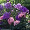 Duo Quartz Et Améthyste -Jardin A La Maison sc ne phlox paniculata the king rosier berleburg