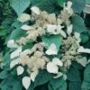 Schizophragma Hydrangeoides Moonlight -Jardin A La Maison schizophragma moonlight 771567 1