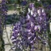 Glycine Du Japon - Wisteria Floribunda Domino Ou Issai -Jardin A La Maison wisteria floribunda domino 771557 1