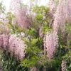 Glycine Du Japon - Wisteria Floribunda Honbeni (Rosea, Pink Ice) -Jardin A La Maison wisteria floribunda rosea 771556 1