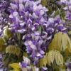 Glycine Grande Diva Nathalie - Wisteria (x) Venusta -Jardin A La Maison wisteria nathalie if minier16059 1