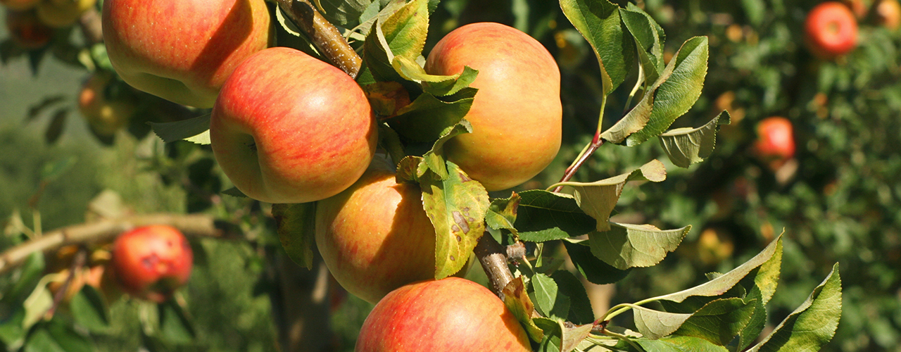 Jardin A La Maison -Jardin A La Maison pommiers sur une branche
